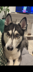 Reunited Male Dog last seen Richmondhill, Richmond Hill, ON L4E 0N5