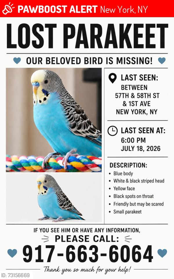 Lost Female Bird last seen 58th st and 1st ave, New York, NY 10022