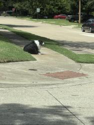 Found/Stray Unknown Dog last seen Warden and N Cosby st, Benbrook, TX 76126