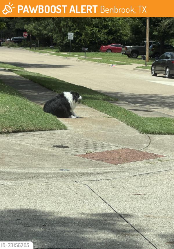 Found/Stray Unknown Dog last seen Warden and N Cosby st, Benbrook, TX 76126