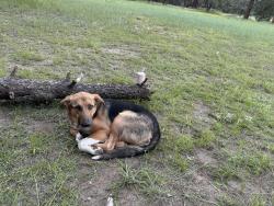 Reunited Male Dog last seen Academy hills park, Albuquerque, NM 87111