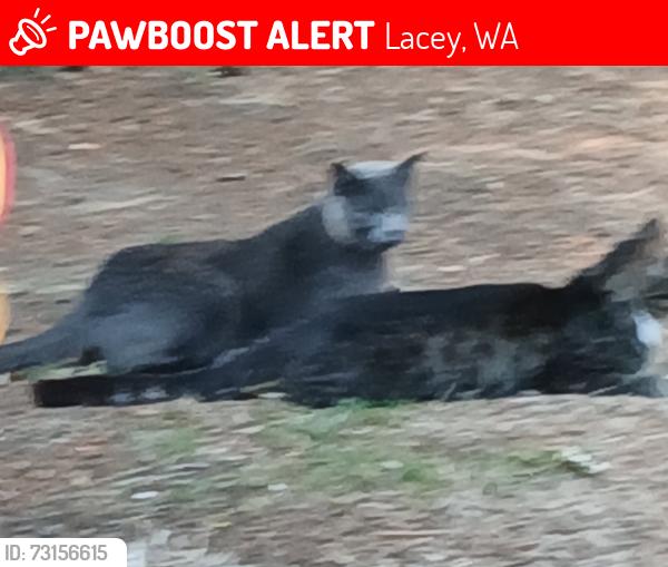 Lost Male Cat last seen Carpenter rd., Lacey, WA 98503