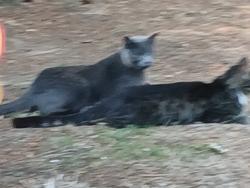 Lost Male Cat last seen Carpenter rd., Lacey, WA 98503