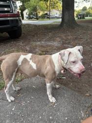 Lost Female Dog last seen Perkin st Greensboro bc usa, Greensboro, NC 27401