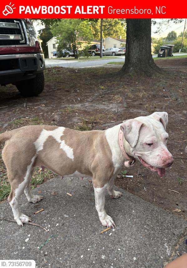 Lost Female Dog last seen Perkin st Greensboro bc usa, Greensboro, NC 27401