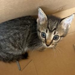 Shelter Stray Male Cat last seen , 2350 Appling City Cove, Memphis, TN 38133, USA