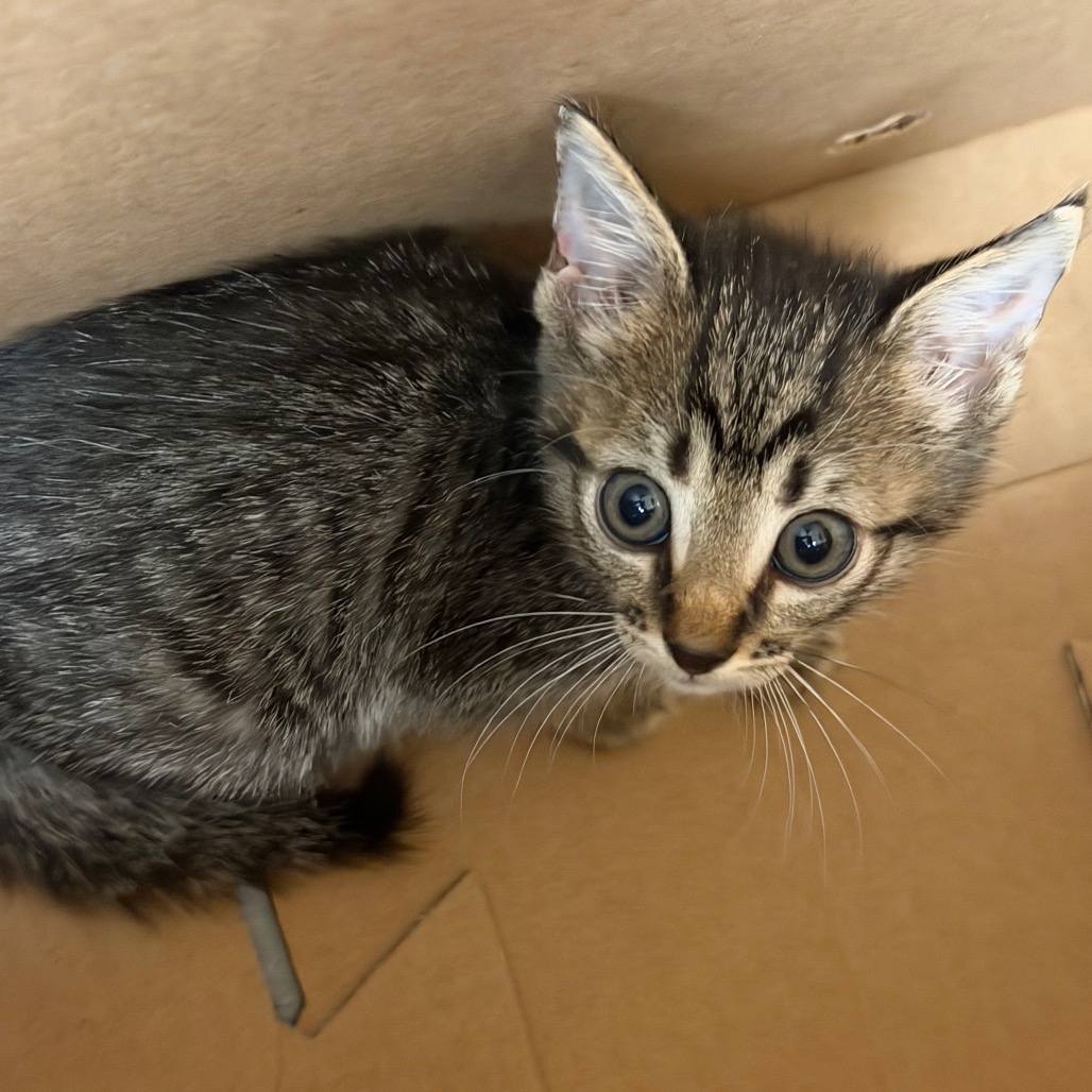 Shelter Stray Male Cat last seen , 2350 Appling City Cove, Memphis, TN 38133, USA