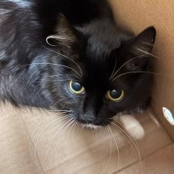 Shelter Stray Female Cat last seen , 2350 Appling City Cove, Memphis, TN 38133, USA