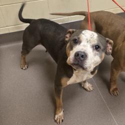 Shelter Stray Female Dog last seen , 3428 S Jenkins Ave, Norman, OK 73072, USA