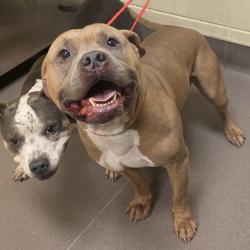 Shelter Stray Male Dog last seen , 3428 S Jenkins Ave, Norman, OK 73072, USA