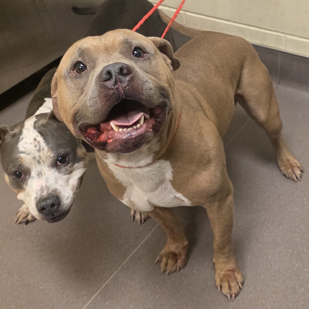 Shelter Stray Male Dog last seen , 3428 S Jenkins Ave, Norman, OK 73072, USA