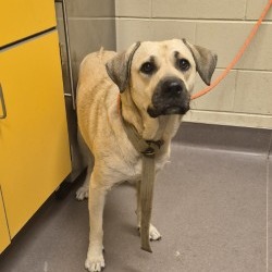 Shelter Stray Female Dog last seen , 3428 S Jenkins Ave, Norman, OK 73072, USA