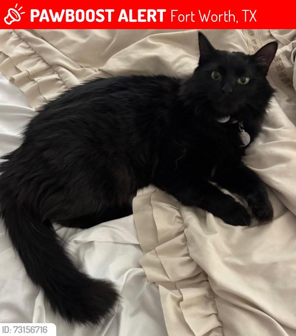 Lost Female Cat last seen Bailey Boswell Rd., Fort Worth, TX 76179