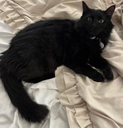 Lost Female Cat last seen Bailey Boswell Rd., Fort Worth, TX 76179
