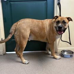 Shelter Stray Male Dog last seen , 361 S Raymond Ave, Pasadena, CA 91105, USA