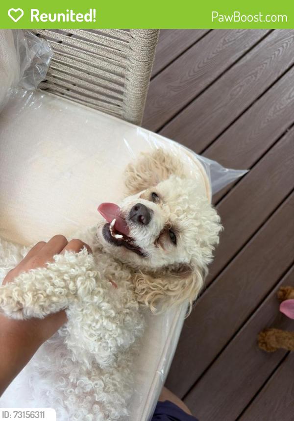Reunited Female Dog last seen St Clair, Cleveland, OH 44104