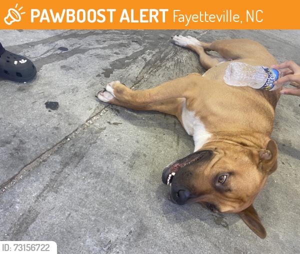 Found/Stray Male Dog last seen Raeford Road, Fayetteville, NC 28304