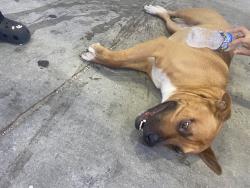 Found/Stray Male Dog last seen Raeford Road, Fayetteville, NC 28304