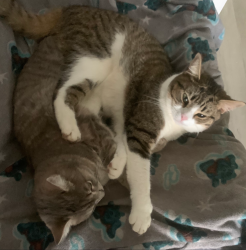 Lost Male Cat last seen Square Lake Rd and Telegraph, Bloomfield Township, MI 48302