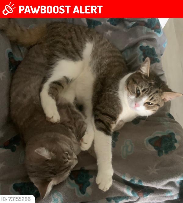 Lost Male Cat last seen Square Lake Rd and Telegraph, Bloomfield Township, MI 48302
