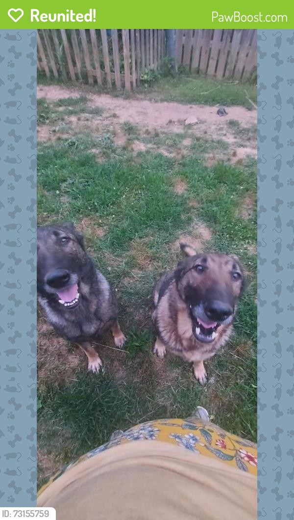 Reunited Female Dog last seen Foutain city near the duck pond, Knoxville, TN 37918