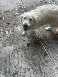 Reunited Female Dog last seen Camp and Amelia, New Orleans, LA 70115