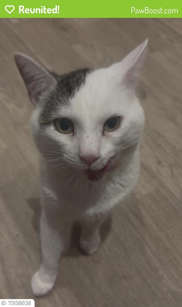 Reunited Male Cat last seen Lomond close n15, Greater London, England N15 5DF