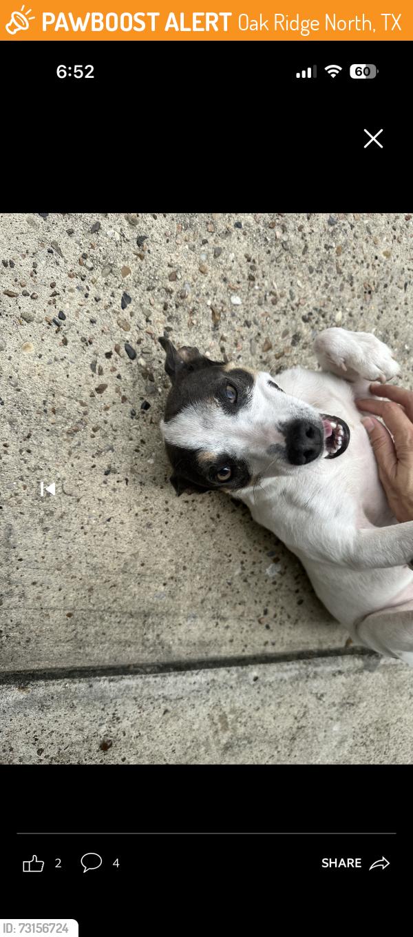 Found/Stray Female Dog last seen Near Everly bend, Oak Ridge North, TX 77386