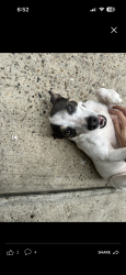 Found/Stray Female Dog last seen Near Everly bend, Oak Ridge North, TX 77386