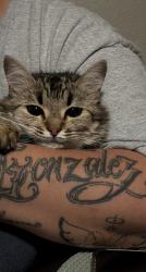 Found/Stray Female Cat last seen Near SE Holgate Blvd, Portland, OR 97266