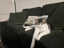 Lost Male Cat last seen Cliffdale, Fayetteville, NC 28314