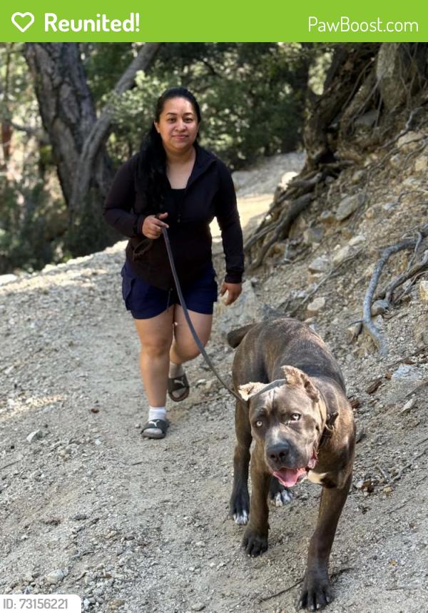 Reunited Male Dog last seen Lower azuza rio hondo la rosa, Temple City, CA 91780