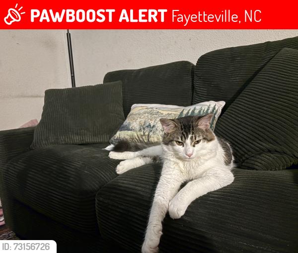 Lost Male Cat last seen Cliffdale, Fayetteville, NC 28314
