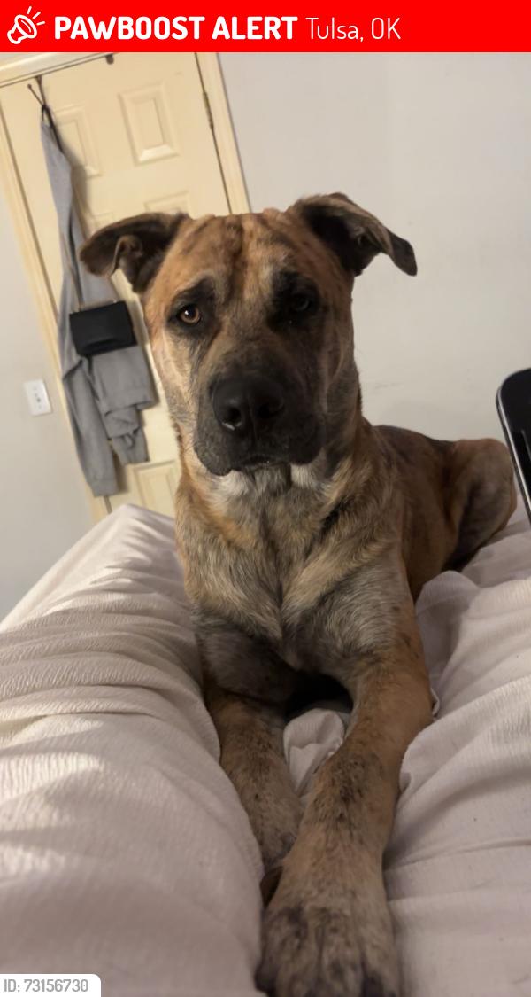 Found/Stray Male Dog last seen 145th , 21st, Tulsa, OK 74108