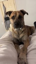 Found/Stray Male Dog last seen 145th , 21st, Tulsa, OK 74108