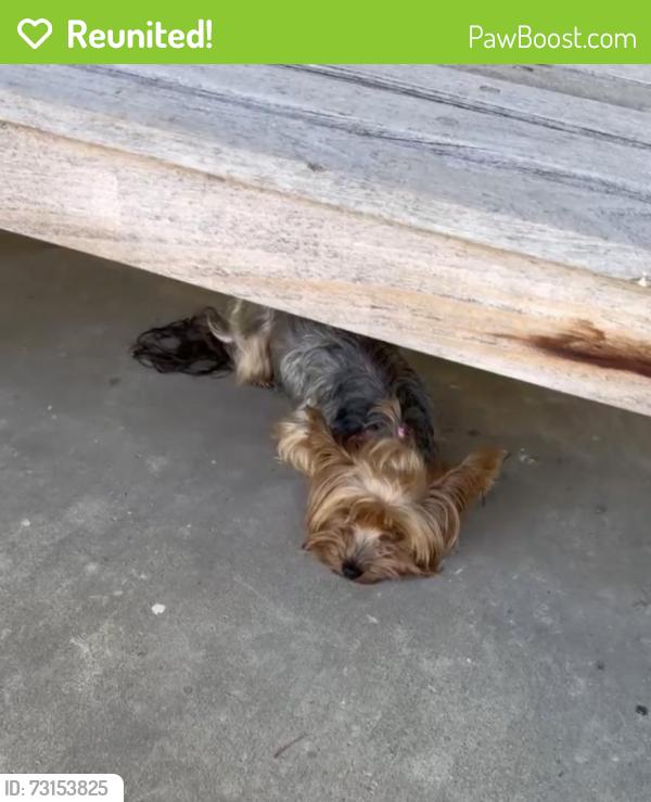 Reunited Female Dog last seen Vista Way & College blvd, Oceanside, CA 92056