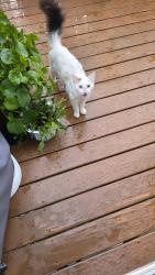 Found/Stray Unknown Cat last seen Near whispering wind court, Gaithersburg, MD 20877