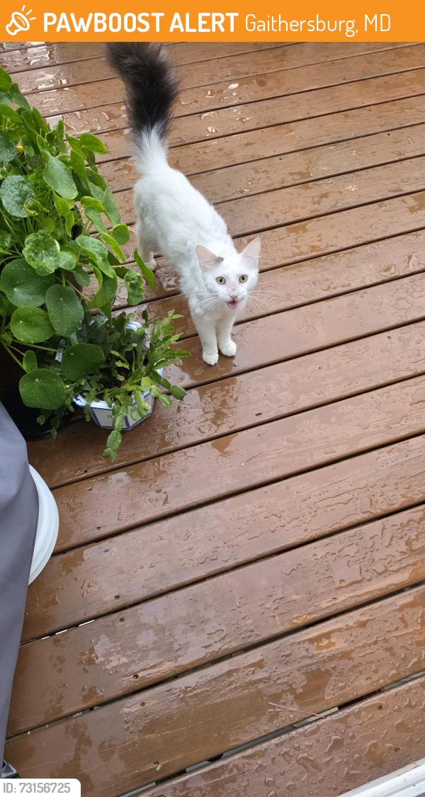 Found/Stray Unknown Cat last seen Near whispering wind court, Gaithersburg, MD 20877
