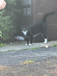 Found/Stray Unknown Cat last seen Royalton Inn and Suites, Wilmington,Ohio, Wilmington, OH 45177