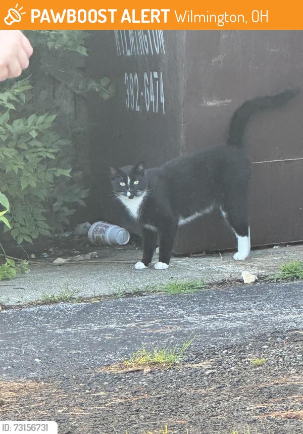 Found/Stray Unknown Cat last seen Royalton Inn and Suites, Wilmington,Ohio, Wilmington, OH 45177
