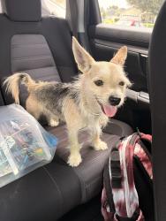 Found/Stray Male Dog last seen Sawgrass neighborhood, St. Cloud, FL 34772