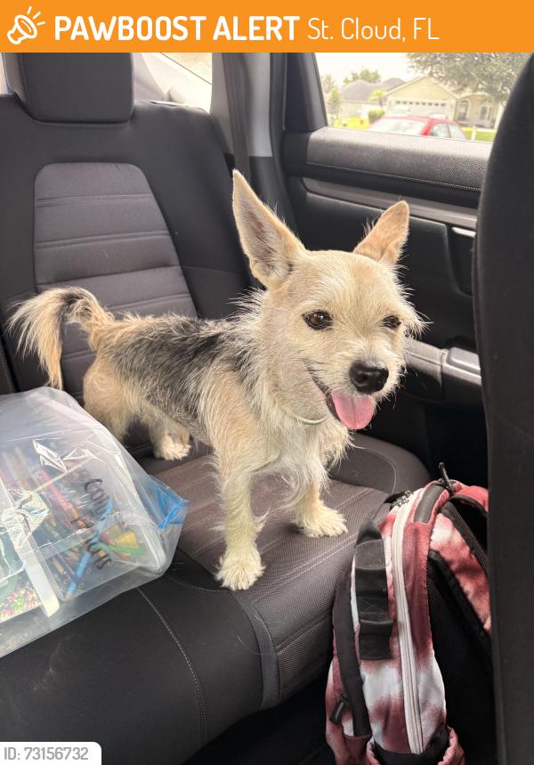 Found/Stray Male Dog last seen Sawgrass neighborhood, St. Cloud, FL 34772
