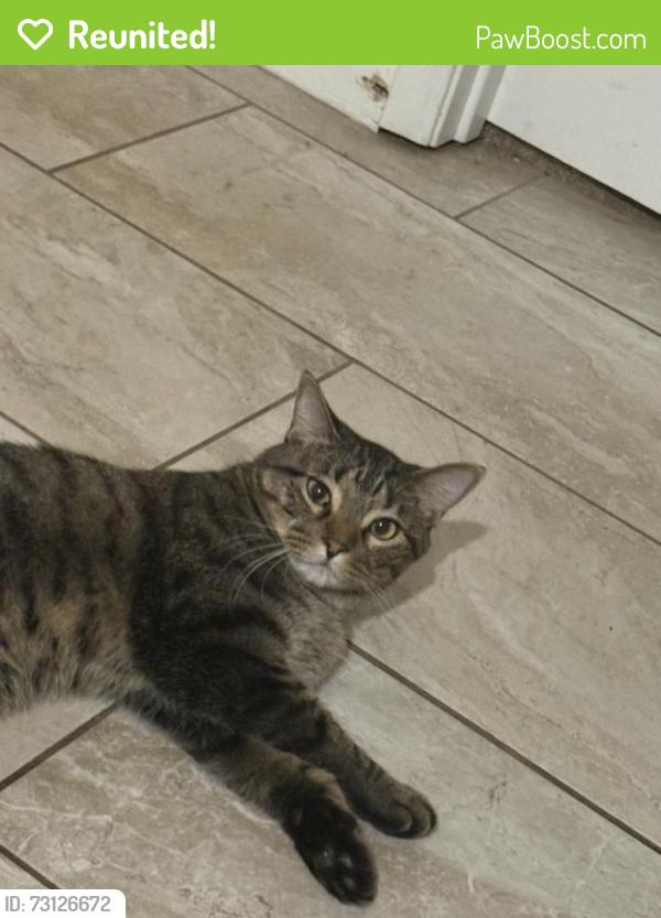 Reunited Male Cat last seen Countryside South pool, League City, TX 77573