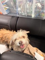 Found/Stray Female Dog last seen Sawgrass neighborhood, St. Cloud, FL 34772