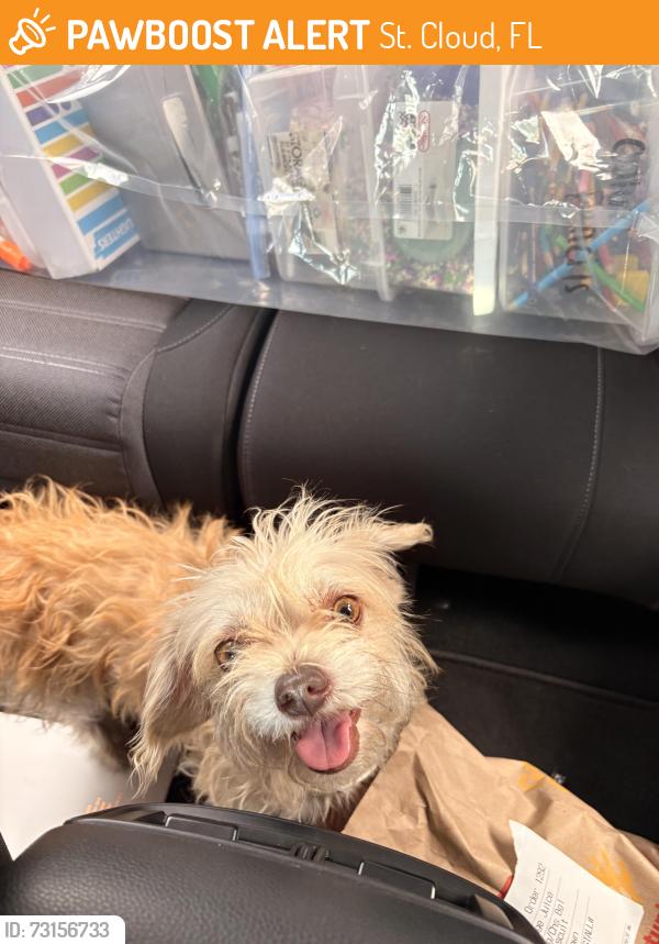 Found/Stray Female Dog last seen Sawgrass neighborhood, St. Cloud, FL 34772