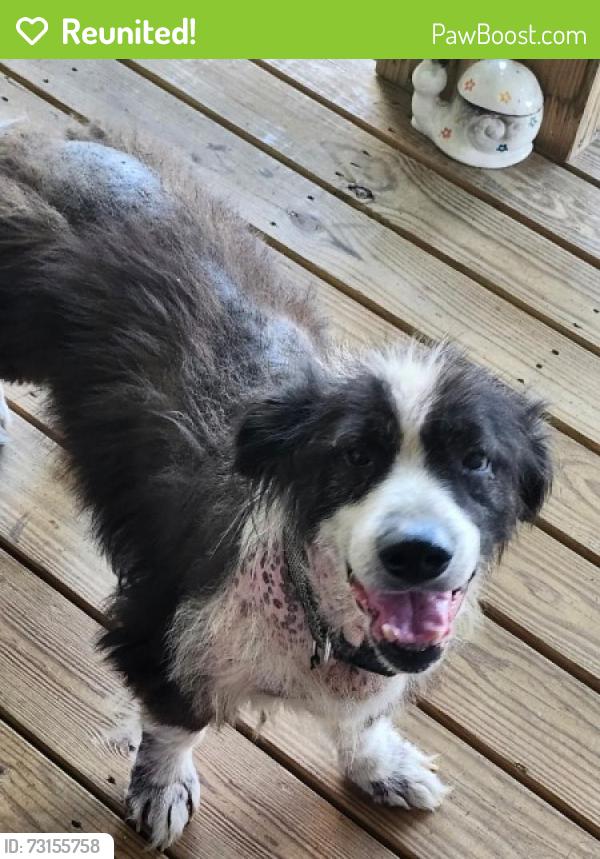 Reunited Male Dog last seen Shannon Village 3rd and C Intersection, Rome, GA 30161