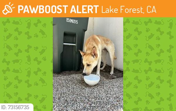 Found/Stray Male Dog last seen Near Sun and Sail Club, and Serrano Creek Park, Lake Forest, CA 92630