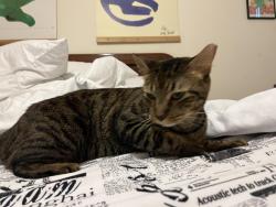 Reunited Male Cat last seen Country Walk 145th Terr west of lake, Miami, FL 33186