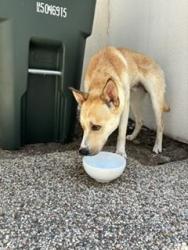 Found/Stray Male Dog last seen Near Sun and Sail Club, and Serrano Creek Park, Lake Forest, CA 92630