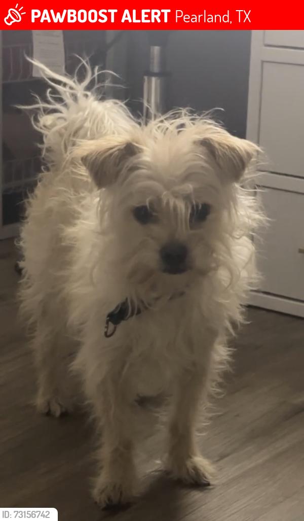Lost Male Dog last seen Harkey Rd, Pearland, TX 77584